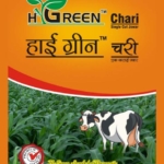 Hy-green chari