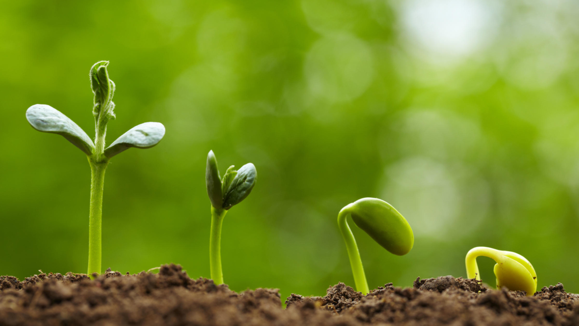 Vegetable seeds