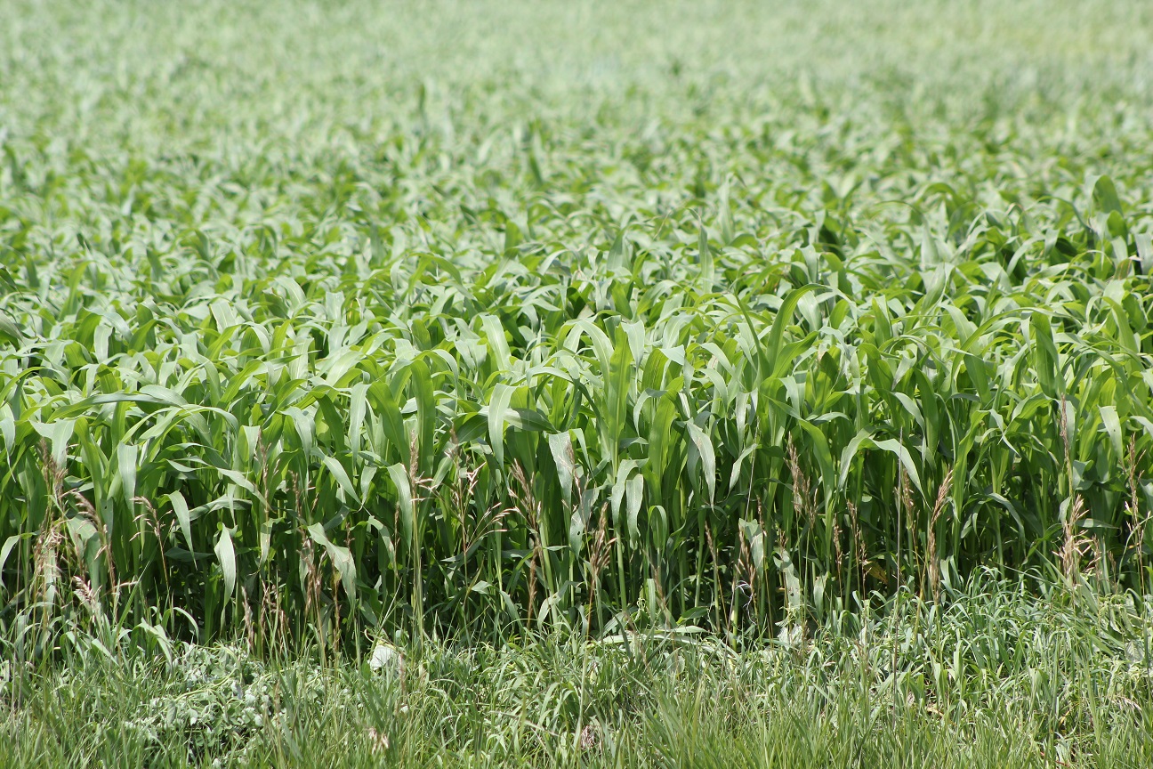 Forages HyGreen Seeds